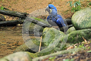 Hyacinth macaw