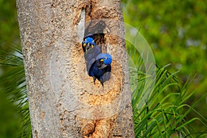 Hyacinth Macaw, two birds nesting, in tree nest cavity, Pantanal, Brazil, South America. Detail portrait of beautiful big blue par
