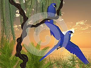 Hyacinth Macaws