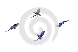 Hyacinth macaws flying