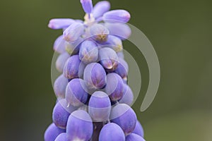 Hyacinth Macro, Closeup