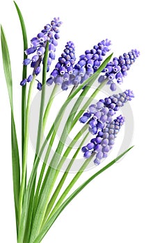 Hyacinth Muscari Flowers photo