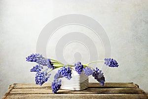 Hyacinth Muscari Flowers