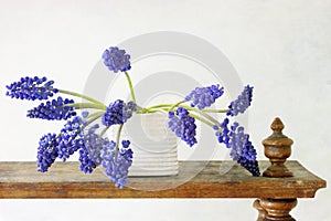 Hyacinth Muscari Flowers