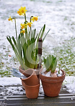 Hyacinth and narcissus in a flower pot on wooden board covered with snow