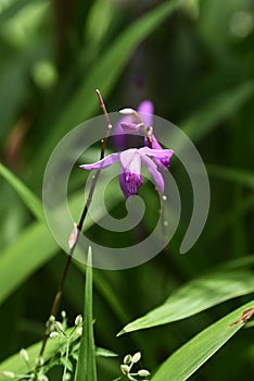 Hyacinth orchid Bletilla striata