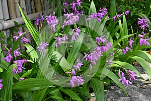 Hyacinth orchid (Bletilla striata) flowers.