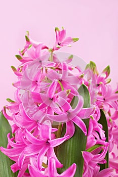 Hyacinth with pink flowers and leaves on pink background close up