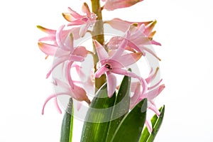 Hyacinth Pink Surprise Dutch Hyacinth . Spring flowers. The perfume of blooming hyacinths is a symbol of early spring