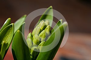 A hyacinth plant with fresh green buds