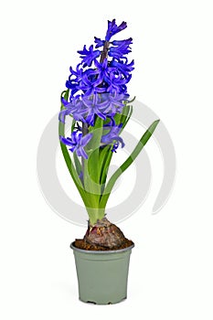 Hyacinth plant 'Hyacinthus Blue Pearl' with blue blooming flowers in pot