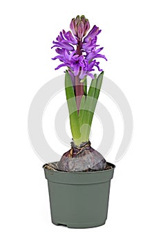 Hyacinth plant `Hyacinthus Purple Sensation` with violet blooming flowers in pot on white background