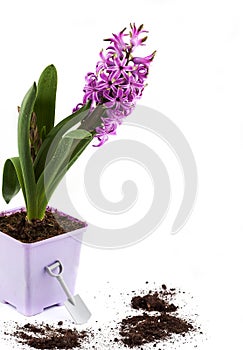 Hyacinth in a pot