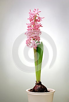 Hyacinth in pot