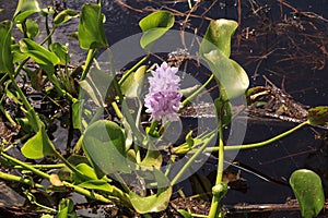 Hyacinth purple flower Hyacinthus  blooms in Seasonal flooded swamp