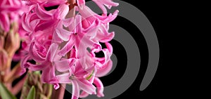 Hyacinth purple flowers bunch isolated on black background, macro shot. Beautiful scented spring blooming jacinth flower