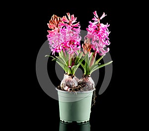 Hyacinth purple flowers growing in a pot, isolated on black background