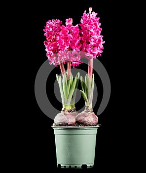 Hyacinth purple flowers growing in a pot, isolated on black background. Beautiful scented spring blooming jacinth flower