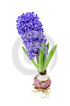 Hyacinth