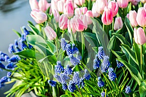 Hyacinth and roses in lights.