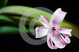 Hyacinth single violet macro flower