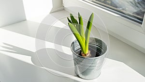 Hyacinth sprout in small flower pot