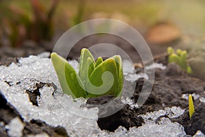 A hyacinth sprouts through the ground with snow in erly spring