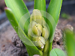 Hyacinth sprouts. A new plant with buds