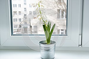 Hyacinth sprouts with white flowers