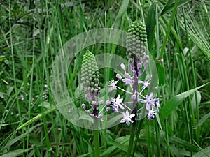 Hyacinth Squill light purple blooming flowers. Green grass landscape background. Wildflower nature field in Israel photo