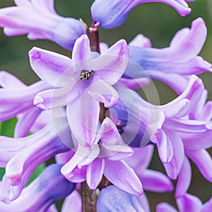 Hyacinth Stack