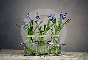 Hyacinth Still Life