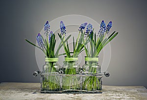 Hyacinth Still Life