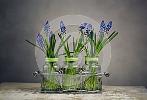 Hyacinth Still Life photo