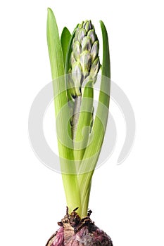 Hyacinth with an unopened bud. Blue hyacinthus, spring blooming perennials. Isolated on white