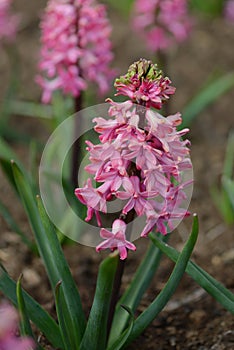 Hyacinth variety Jan Bos blooms in a garden