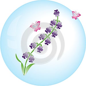 Hyacinth vector flower photo