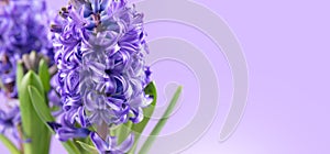Hyacinth violet flowers close up, on purple background. Beautiful scented spring blooming jacinth flower