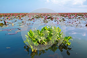 Hyacinth on the water and lotus in lake