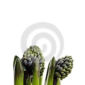 Hyacinth on white