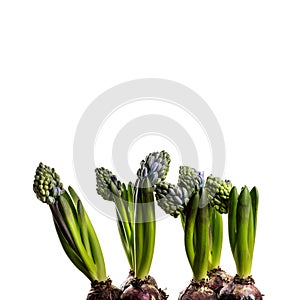 Hyacinth on white