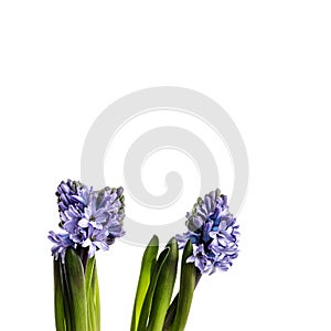 Hyacinth on white