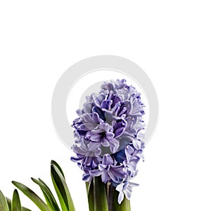 Hyacinth on white