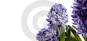 Hyacinth on white