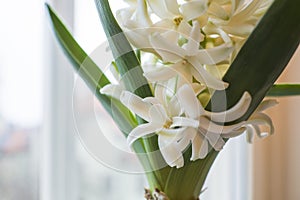 Hyacinth white flower close-up on window, Spring flower, Christmas, wedding and Easter holidays decoration