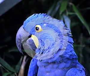 Hyacinthe macaw head