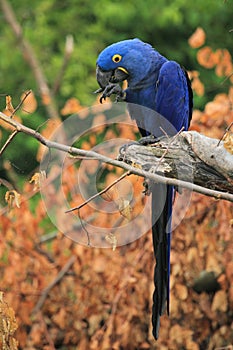 Hyacinthine macaw