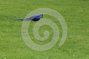 Hyacinthine macaw