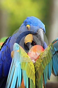 Hyacinthine macaw