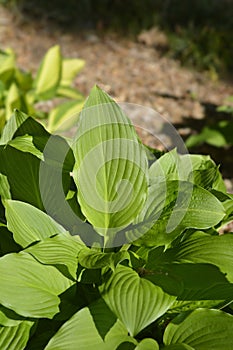 Hyacinthine Plantain lily